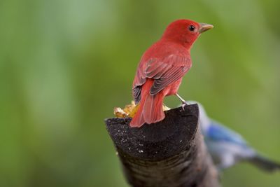 Close-up of parrot perching on leaf