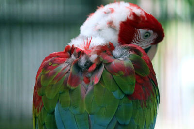 Close-up of parrot