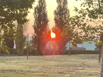 Trees on field against sky during sunset