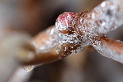 Close-up of insect frozen on branch