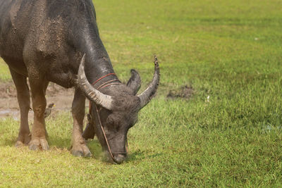 Horse grazing in field