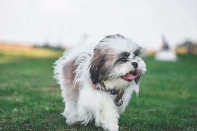 Portrait of a dog on field