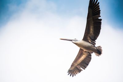 Low angle view of bird flying against sky