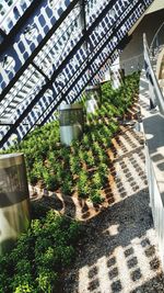 Plants growing in greenhouse
