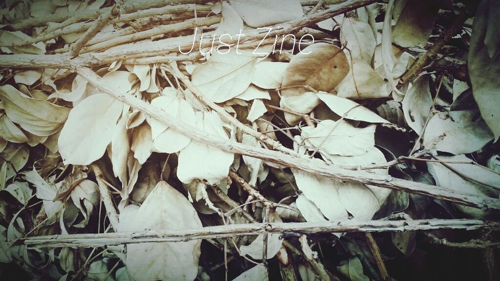 leaf, dry, close-up, animal themes, nature, high angle view, day, twig, field, brown, no people, outdoors, plant, leaves, aging process, abundance, full frame, focus on foreground, backgrounds, grass