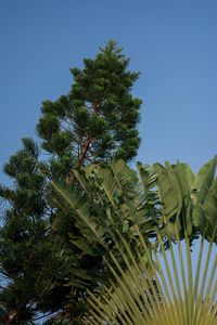 Low angle view of tree against clear blue sky