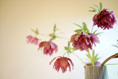 Close-up of pink flowers in vase