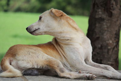 View of a dog looking away