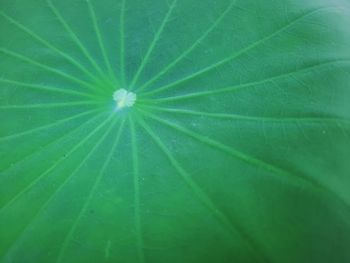 Full frame shot of raindrops on leaf