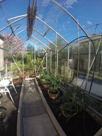 Plants in greenhouse