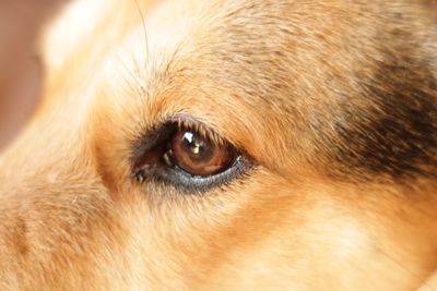 Close-up portrait of dog