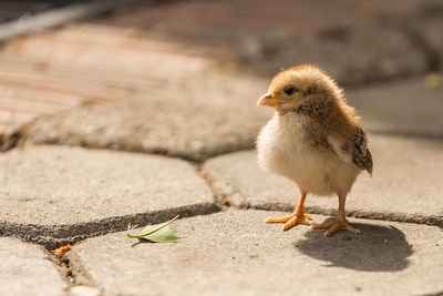 Close-up of young bird