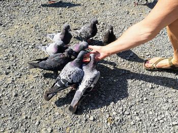 Pigeons feed by hand