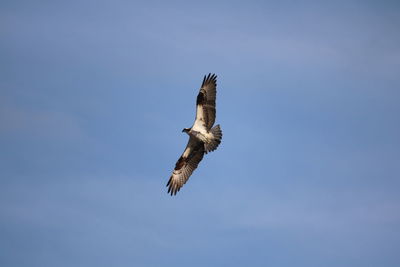 Low angle view of eagle flying against clear sky