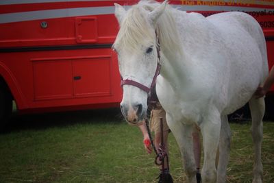 Close-up of horse on field