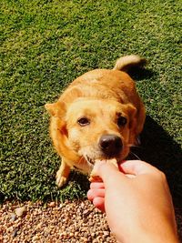 Cropped hand of person feeding dog