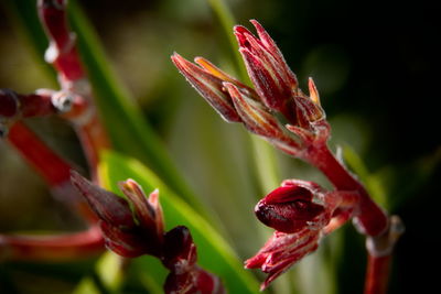Close-up of red flower