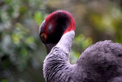 Close-up of bird with red neck