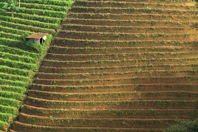 Row of leek/scallions plantation in argapura, majalengka - west java/indonesia