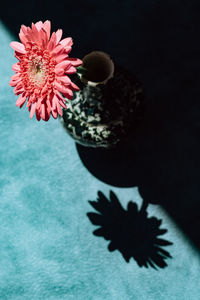 Close-up of potted plant