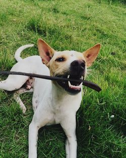 Dog relaxing on grassy field