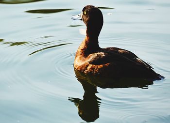 Close-up of duck swimming in lake