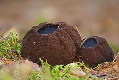 Close-up of rare mushroom growing on field