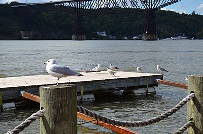 Seagull perching on pier
