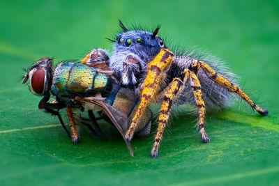 Close-up of insect on leaf