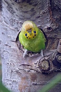 Close-up of parrot perching on tree trunk