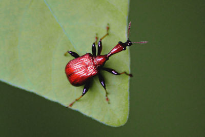 Close-up of insect on leaf