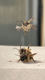 Bees during flight