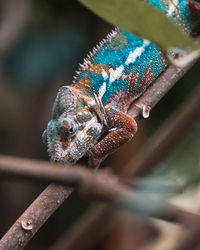 Close-up of lizard