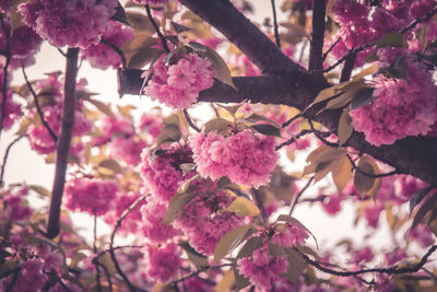 Close-up of pink cherry blossoms in spring