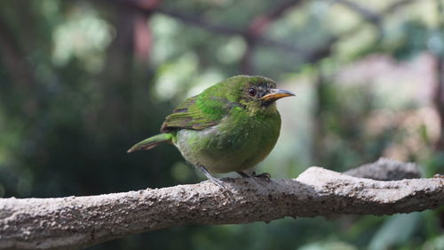 Close-up of bird perching on wood