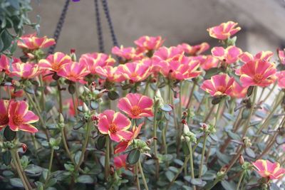 Close-up of pink flowering plants