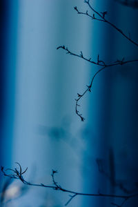 Low angle view of bird against sky