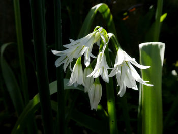 Close-up of white flowering plant