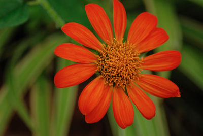 Close-up of orange flower