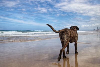 Dog on beach against sky