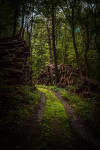 Dirt road amidst trees in forest