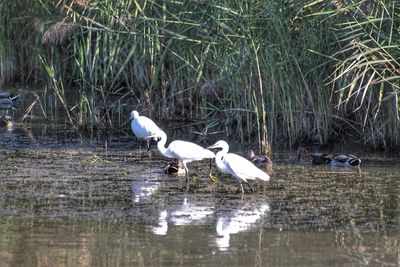 Birds on a lake