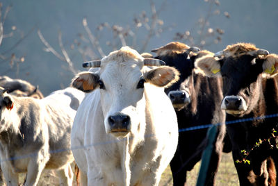 High angle view of cows on field