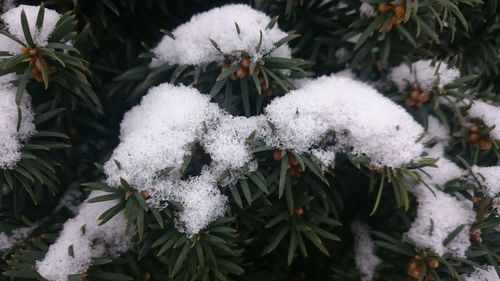 Close-up of white flowers