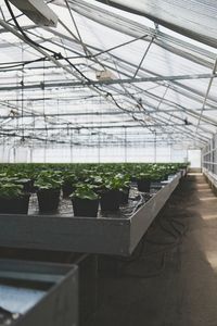 Potted plants in greenhouse