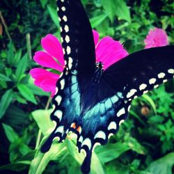 Close-up of butterfly on plant