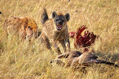 Hyenna protecting their food 