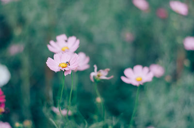 Close-up of pink flowering plants on field