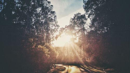 Sun shining through trees in forest