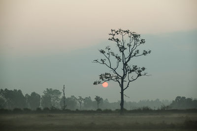 Tree on field against sky during sunset